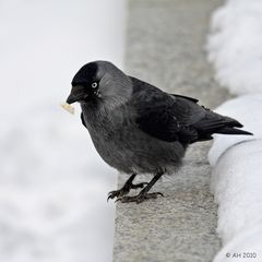 Dohle (Corvus monedula)