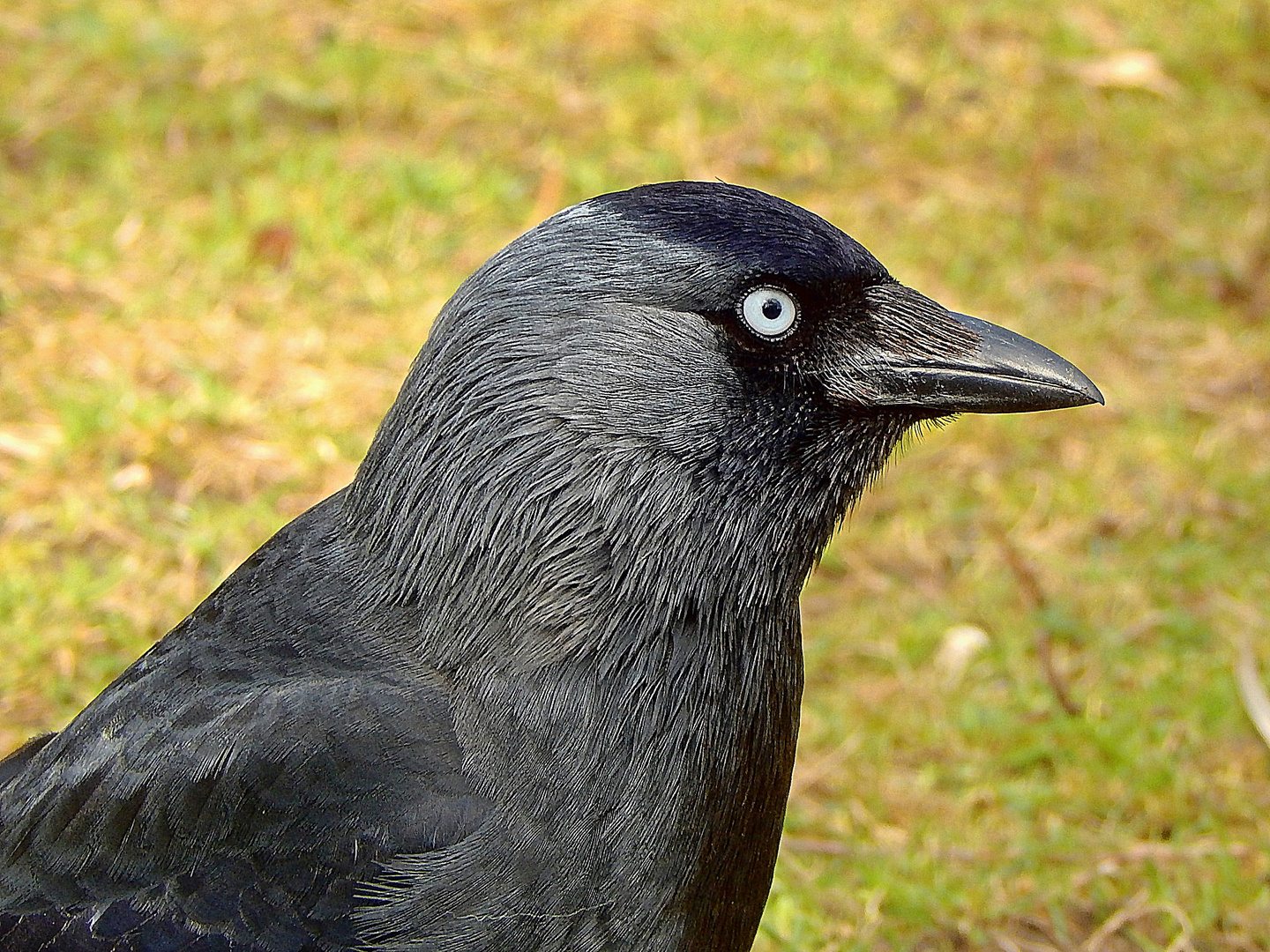 Dohle (Corvus monedula)