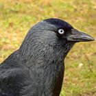 Dohle (Corvus monedula)