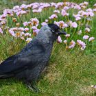 Dohle (Corvus monedula)