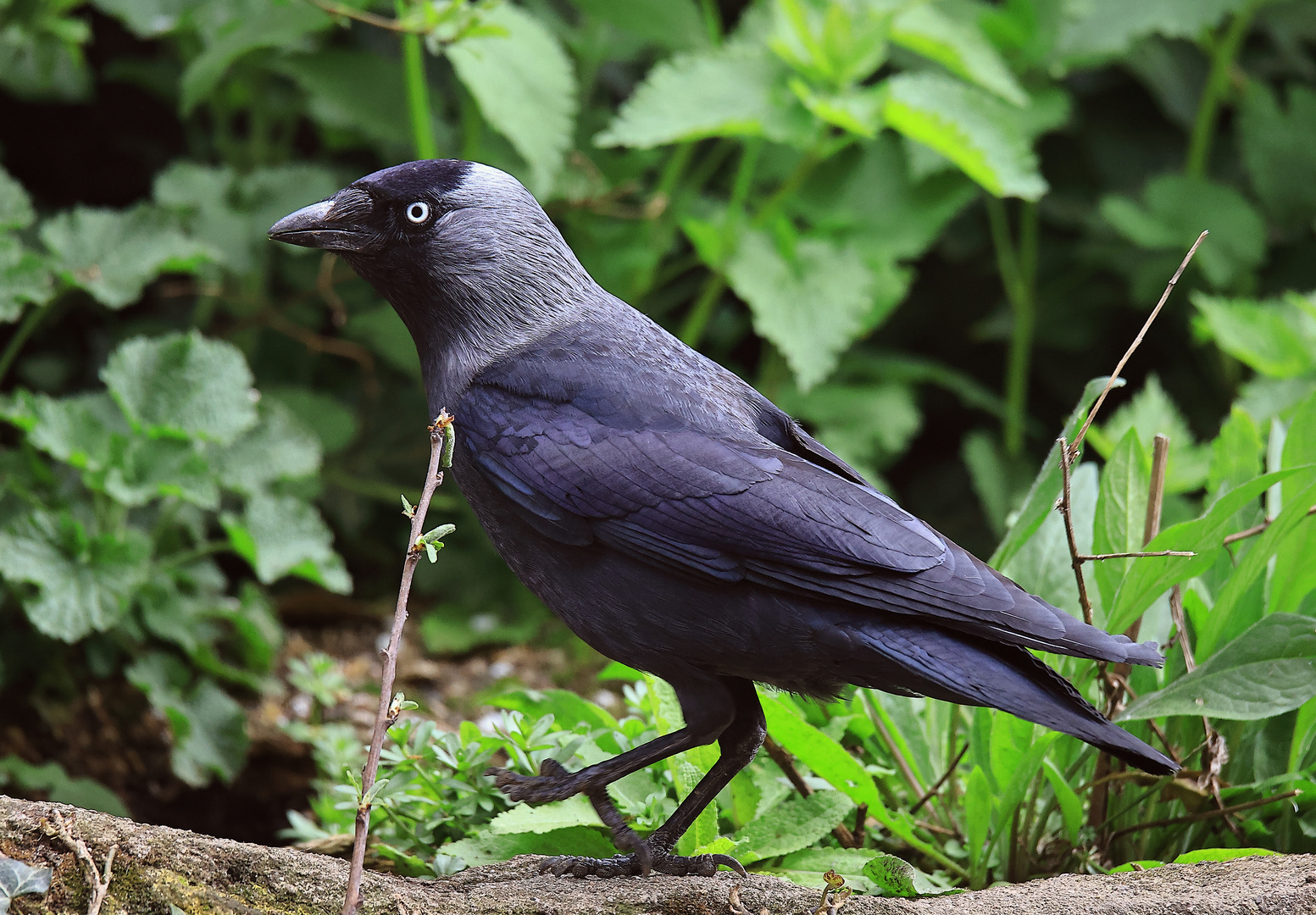 Dohle Corvus monedula