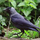 Dohle Corvus monedula