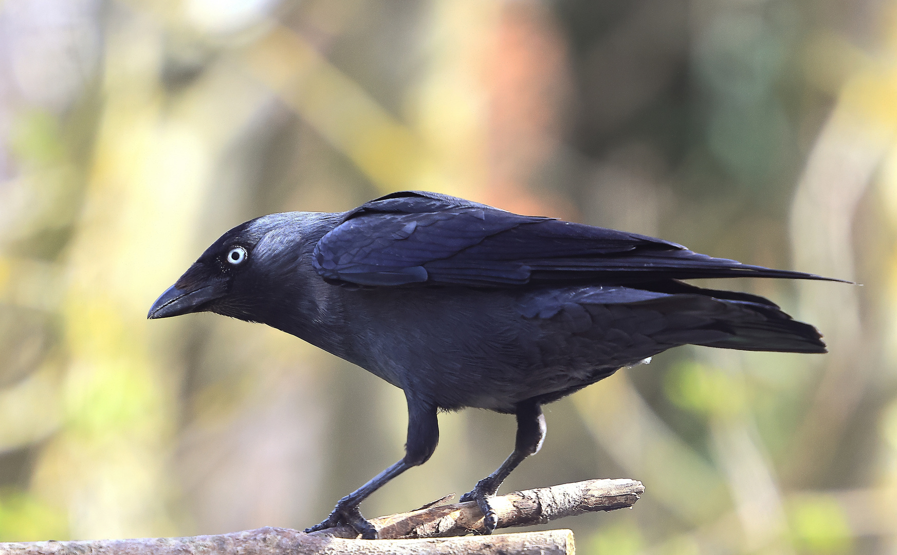 Dohle Corvus monedula