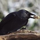 Dohle Corvus monedula