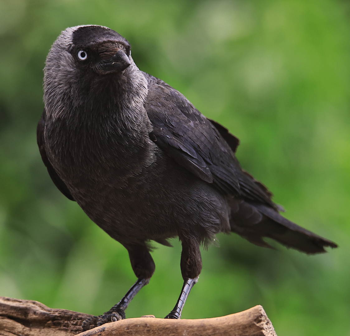 Dohle Corvus monedula