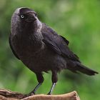 Dohle Corvus monedula