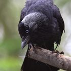 Dohle Corvus monedula