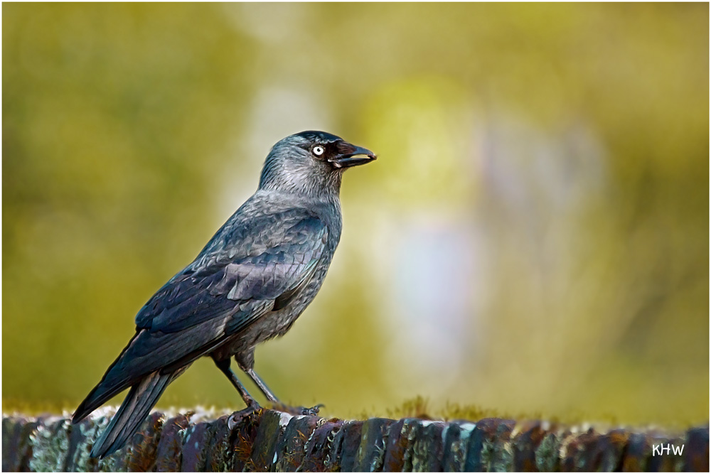 Dohle (Corvus monedula) auf der Friedhofsmauer