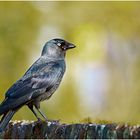 Dohle (Corvus monedula) auf der Friedhofsmauer