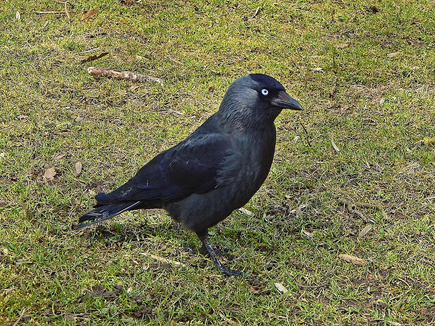 Dohle (Corvus monedula)