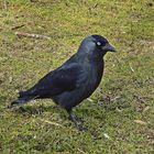 Dohle (Corvus monedula)