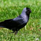 Dohle   (Corvus monedula)  bei der Futtersuche