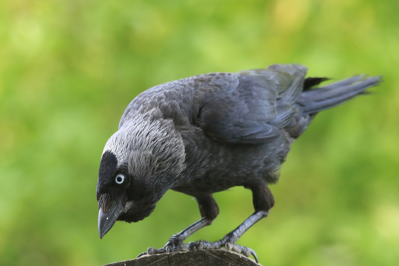 Dohle Corvus monedula