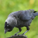 Dohle Corvus monedula