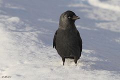 Dohle (Corvus monedula)