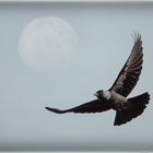 Dohle | Corvus monedula