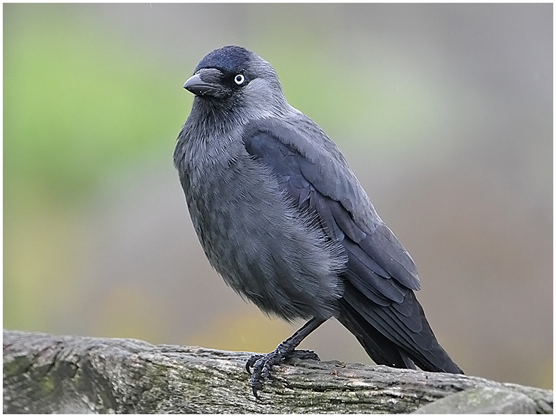 Dohle - Corvus monedula