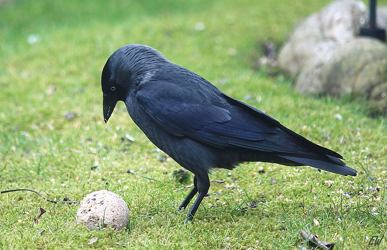 Dohle (Corvus monedula)