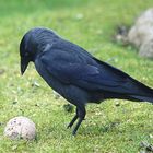 Dohle (Corvus monedula)