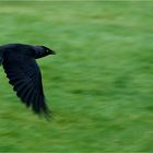 Dohle (Corvus monedula)