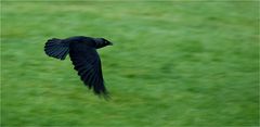 Dohle (Corvus monedula)