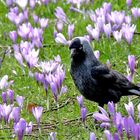 Dohle (Corvus monedula)...