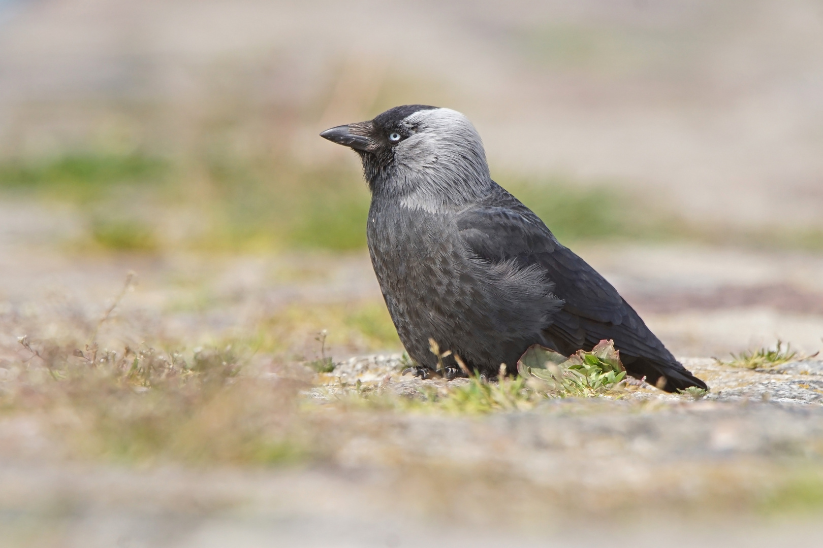 Dohle (Corvus monedula)