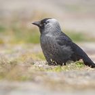 Dohle (Corvus monedula)