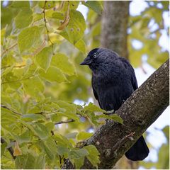 Dohle (Corvus monedula)