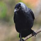 Dohle Corvus monedula