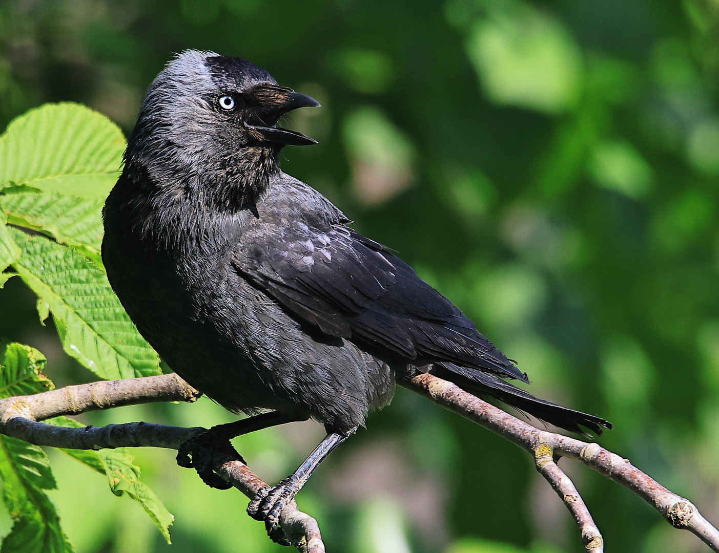 Dohle Corvus monedula