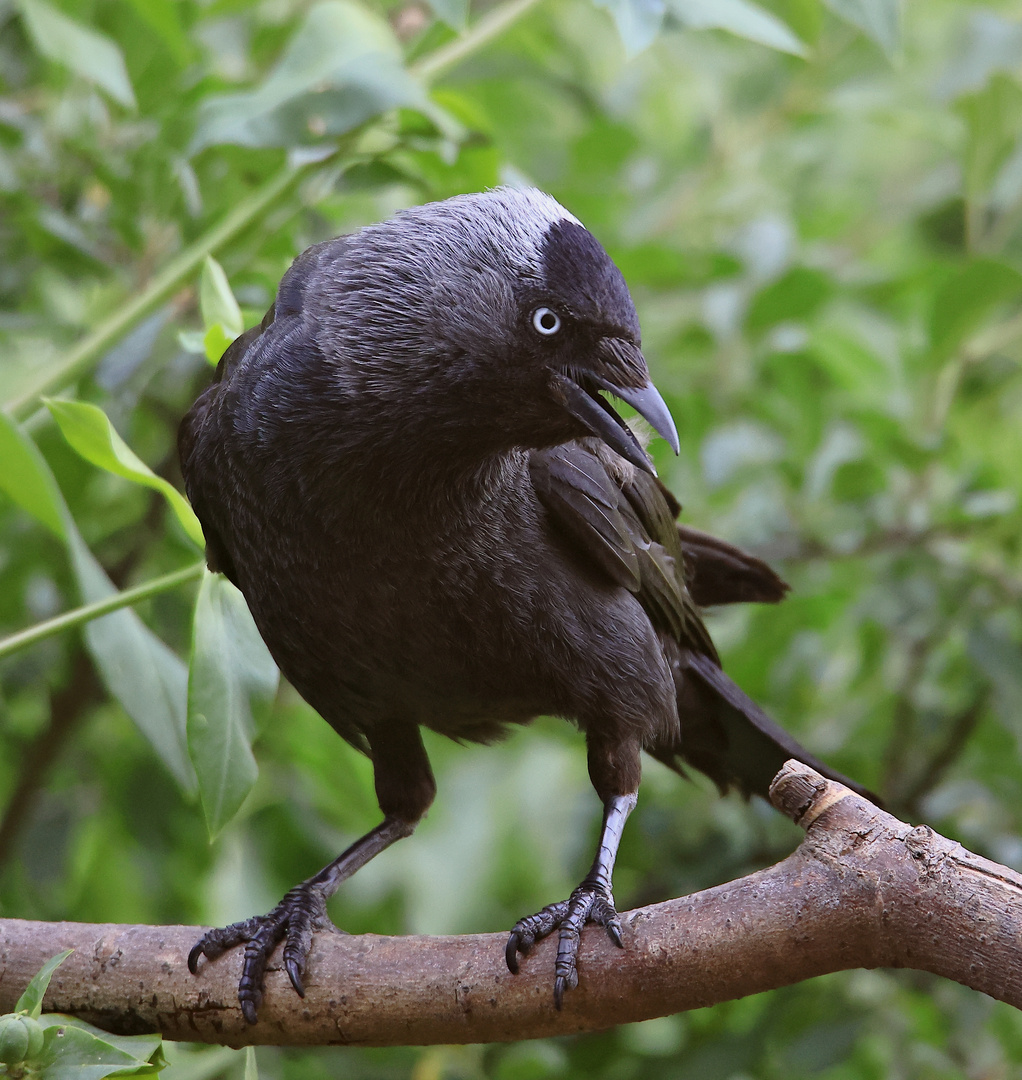 Dohle Corvus monedula