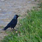 Dohle (Corvus monedula), western jackdaw, Grajilla occidental