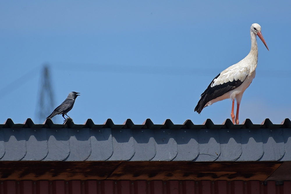 Dohle: Hau ab, Du blöder Storch