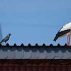 Dohle: Hau ab, Du blöder Storch