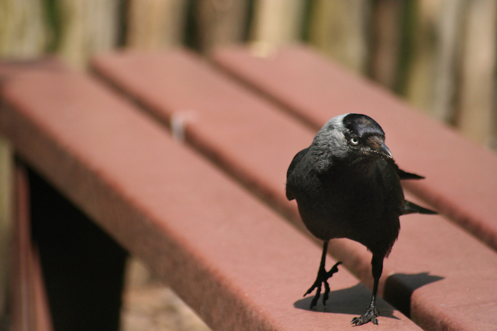 Dohle im Allwetterzoo