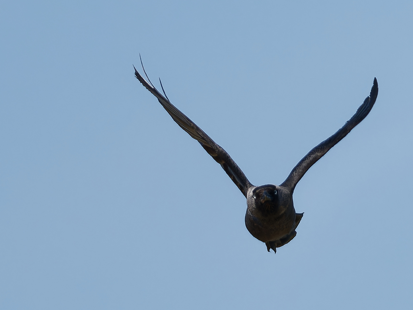 Dohle im Anflug 