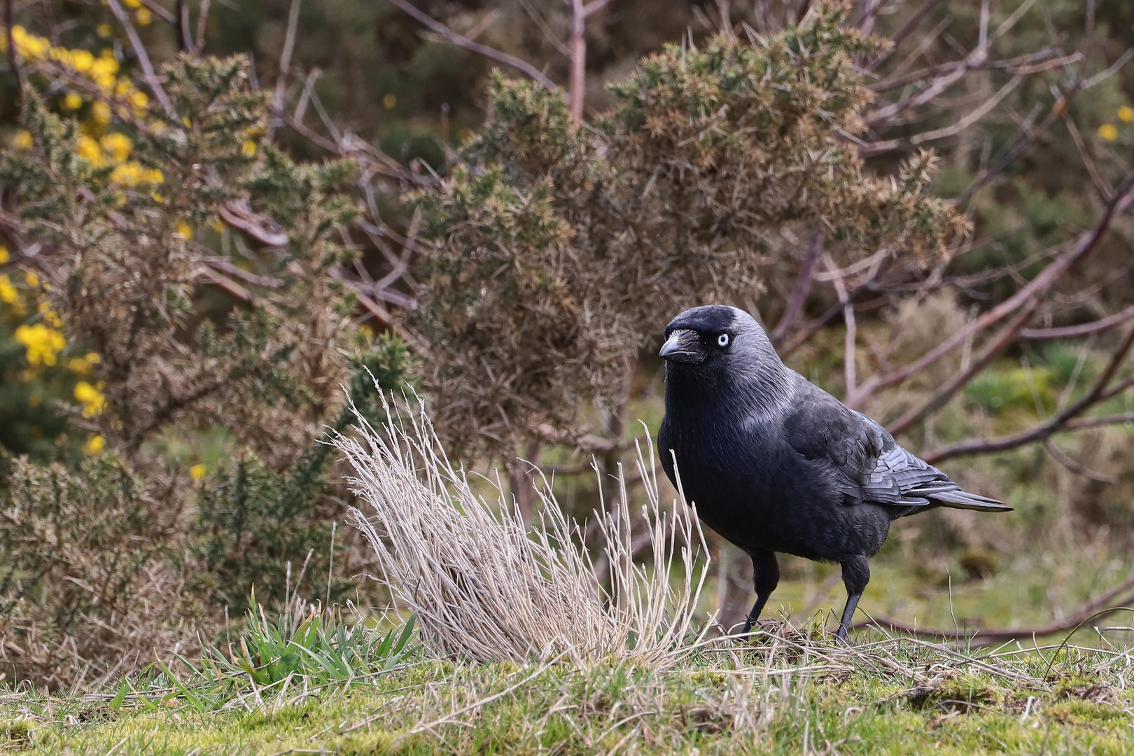 Dohle in den Dünen von Langeoog (2019_03_24_EOS 6D Mark II_1000_ji)