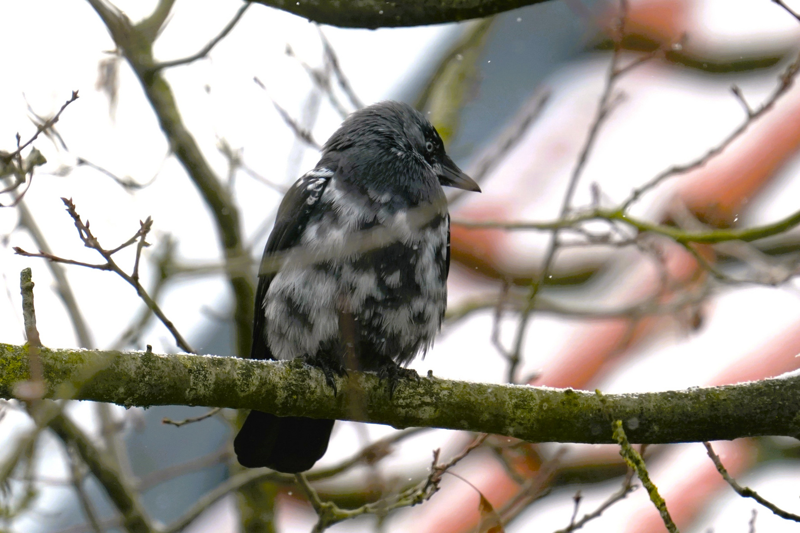 Dohle in schwarz/weiss-Dohle