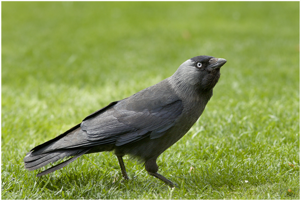 Dohle - Vogel des Jahres 2012