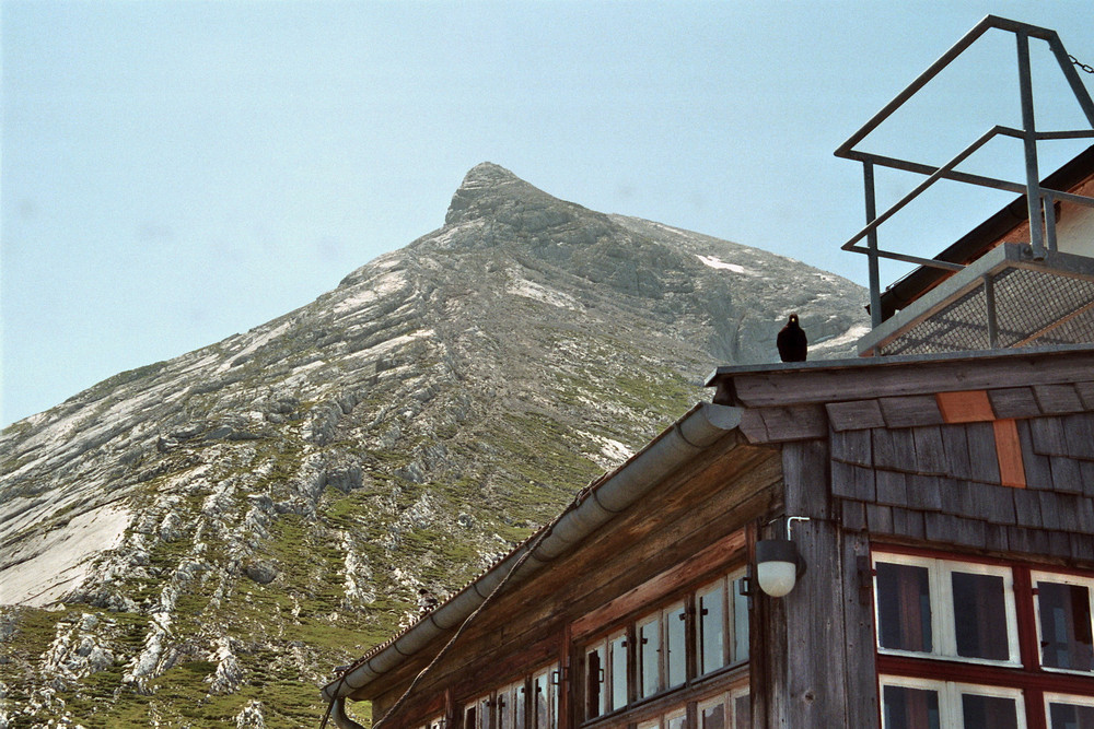 Dohle vor dem Watzmann