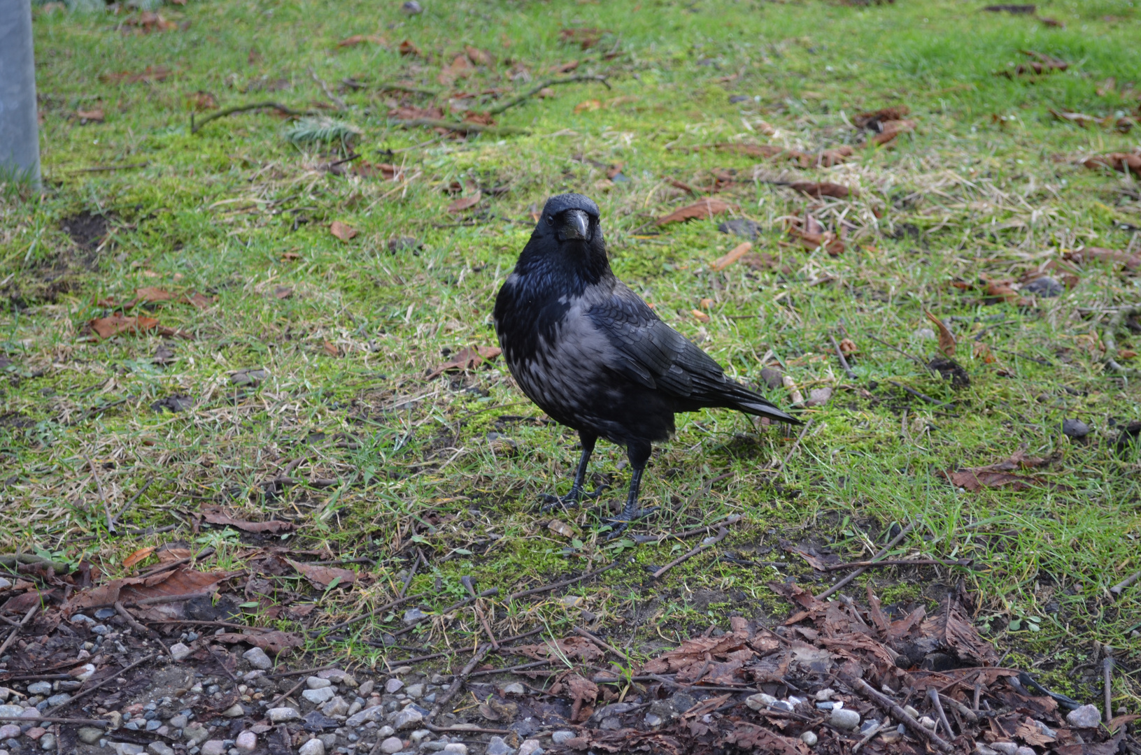 Dohle/Krähe? Foto & Bild | tiere, wildlife, wild lebende ...