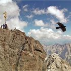 Dohlen an der Zugspitze