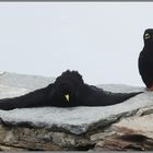 Dohlen auf dem Gornergrat