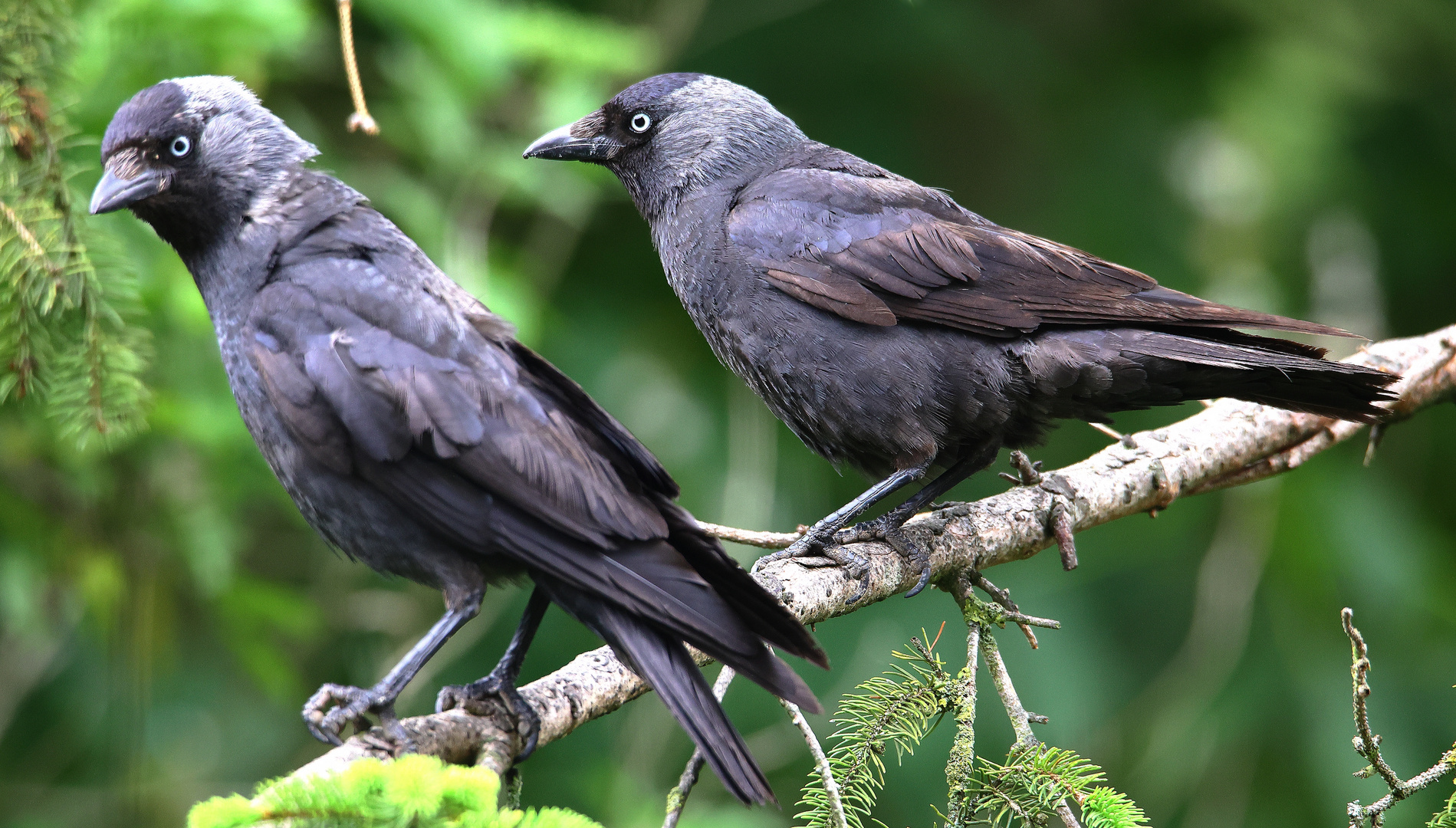 Dohlen  Corvus monedula