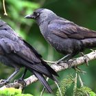 Dohlen  Corvus monedula