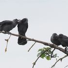 Dohlen (Corvus monedula)