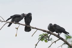 Dohlen (Corvus monedula)