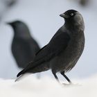 Dohlen (corvus monedula)