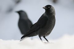 Dohlen (corvus monedula)